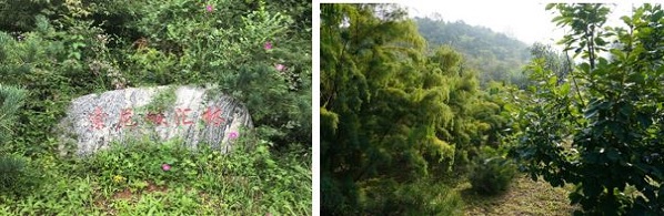 索尼种植的碳汇林