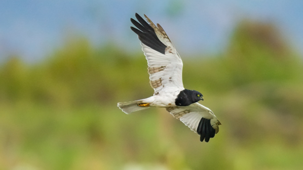 ILCE-7RM5+SEL600F40GM+SEL20TC                         F8  1/2000S  ISO 5000  +1.3 EV