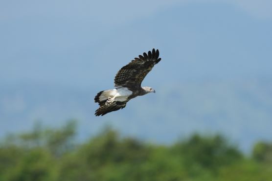 精准的鸟类识别及对焦