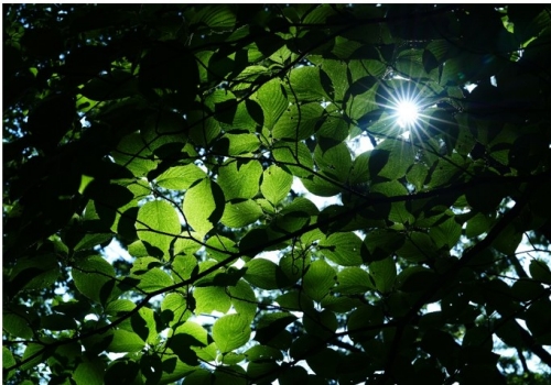 出色的光学及画质表现