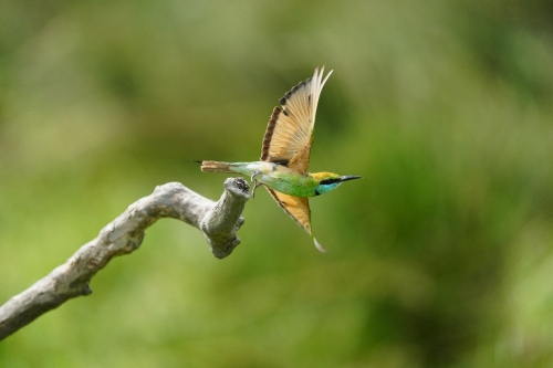 支持最长1秒RAW格式记录的预拍摄功能