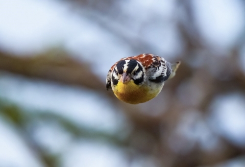 高像素+高速连拍+AI对焦轻松拍摄纵向飞翔的小型鸟类